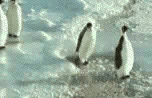 penguin penguin