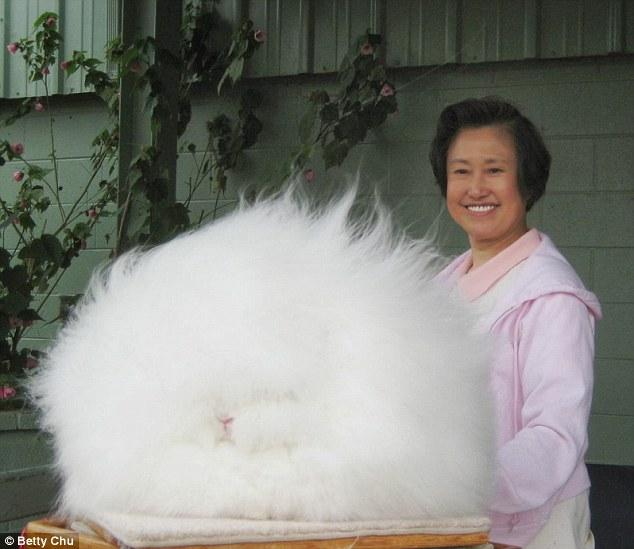 giant fluffy bunny
