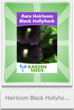 heirloom black hollyhock flower (gardening)