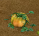 Musquee Pumpkin
