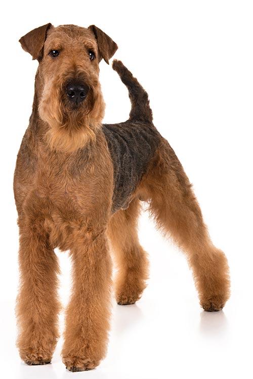 Airedale-Terrier.Care_