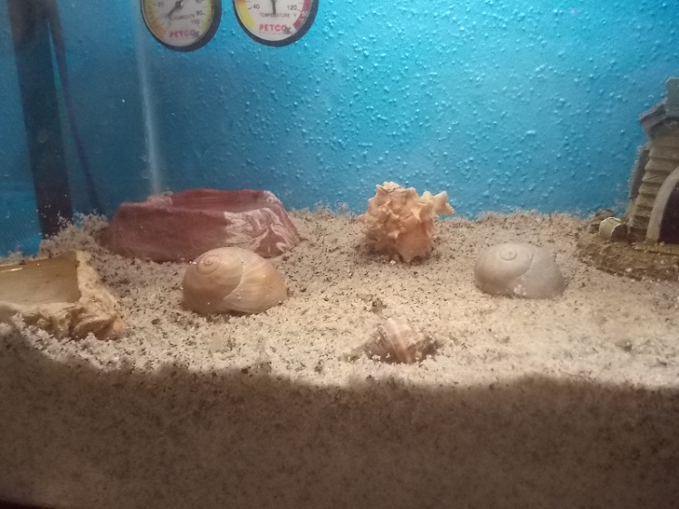 New Sand Substrate (Left Side 1)