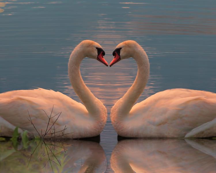 swan heart shape