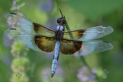 dragonfly 1