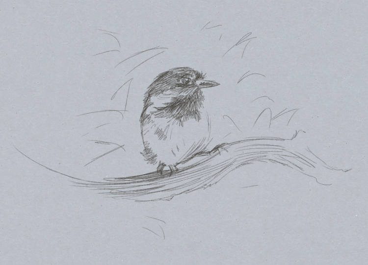 bird_sketch