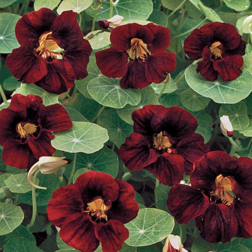 1287-black-velvet-nasturtium-flower