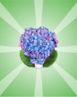 hydrangeapin