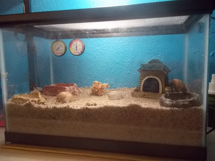 New Sand Substrate (Entire Tank 1)