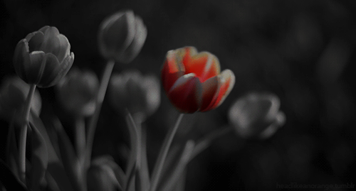 pretty-red-tulip-swaying-art-animated-gif