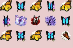 Butterflies Galore