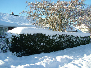 hedgewithsnow