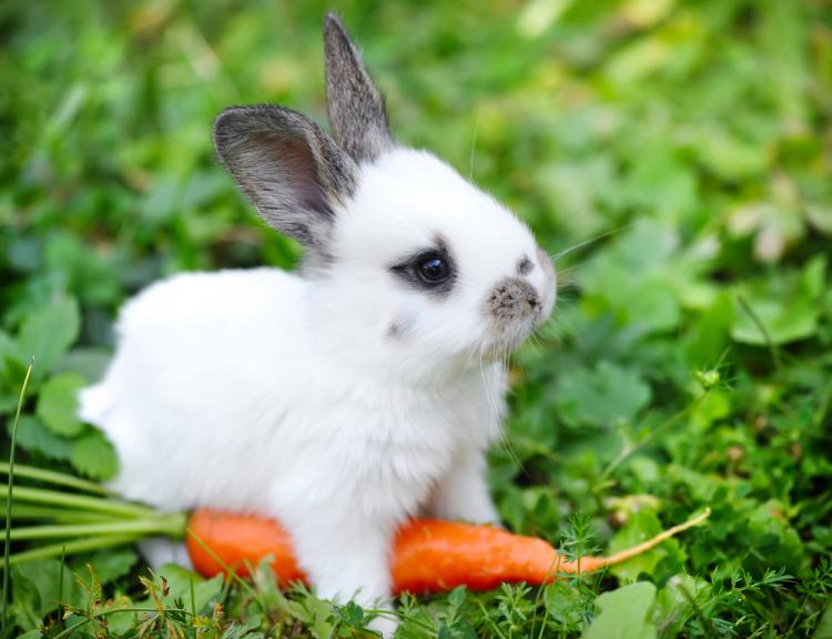 random baby bunny