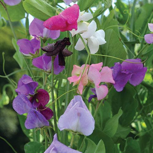 0807-grandiflora-sweet-pea-mix-flower