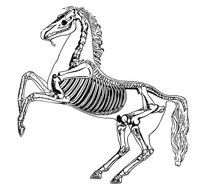 skeletonhorse1