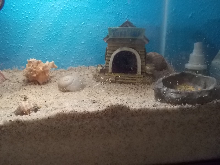 New Sand Substrate (Right Side)