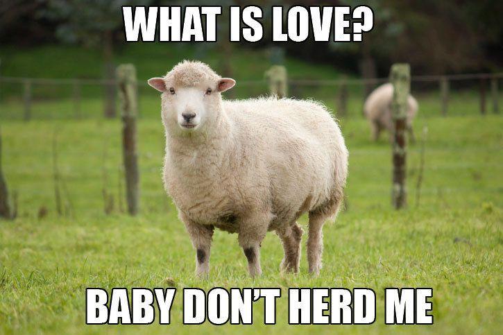what-is-love-pun-memes