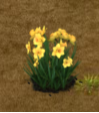 Golden Pheonix Daffodil