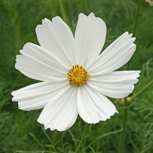 0184-purity-cosmos-flower