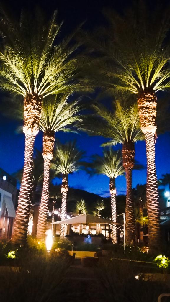 evening palms