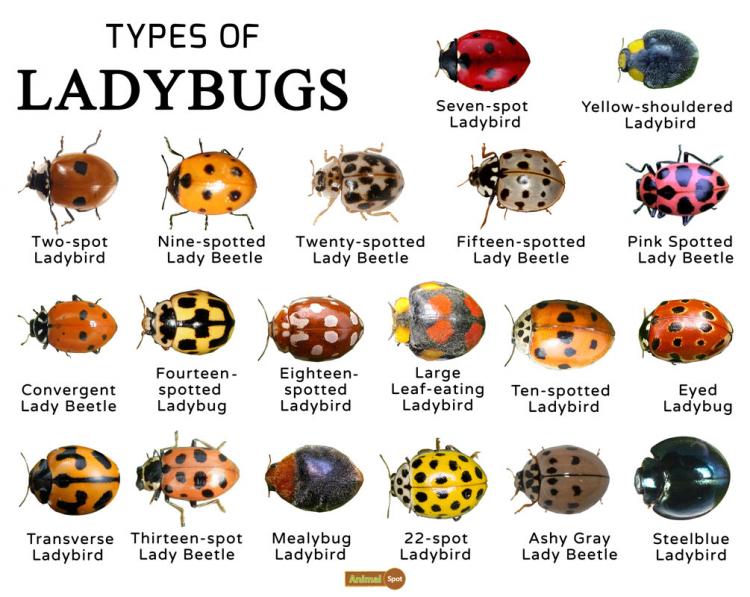 Types-of-Ladybugs