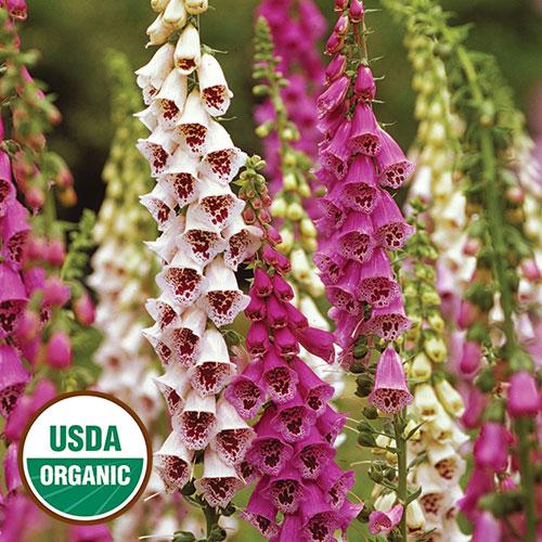 0128-giant-spotted-foxglove-flower-organic