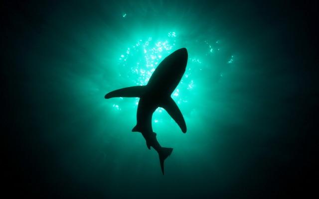 Shark-From-Below-640x400
