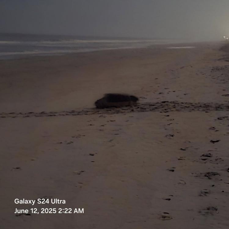 Sea Turtle Returning