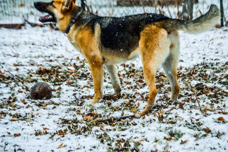 Cali the Snow Soldier 3