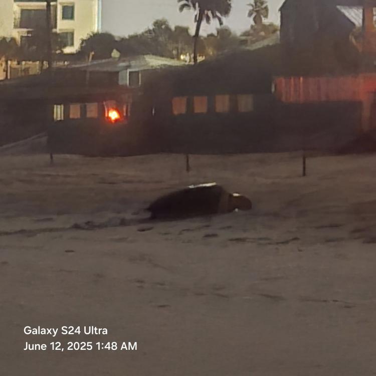 Sea Turtle on beach