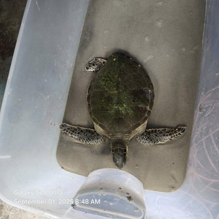 Nemo the Green Sea Turtle
