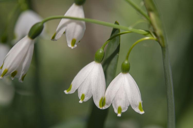 flower-facts-about-snowdrops-2132563-05-68e8c2f3d46a46d28d95865ddf986a21